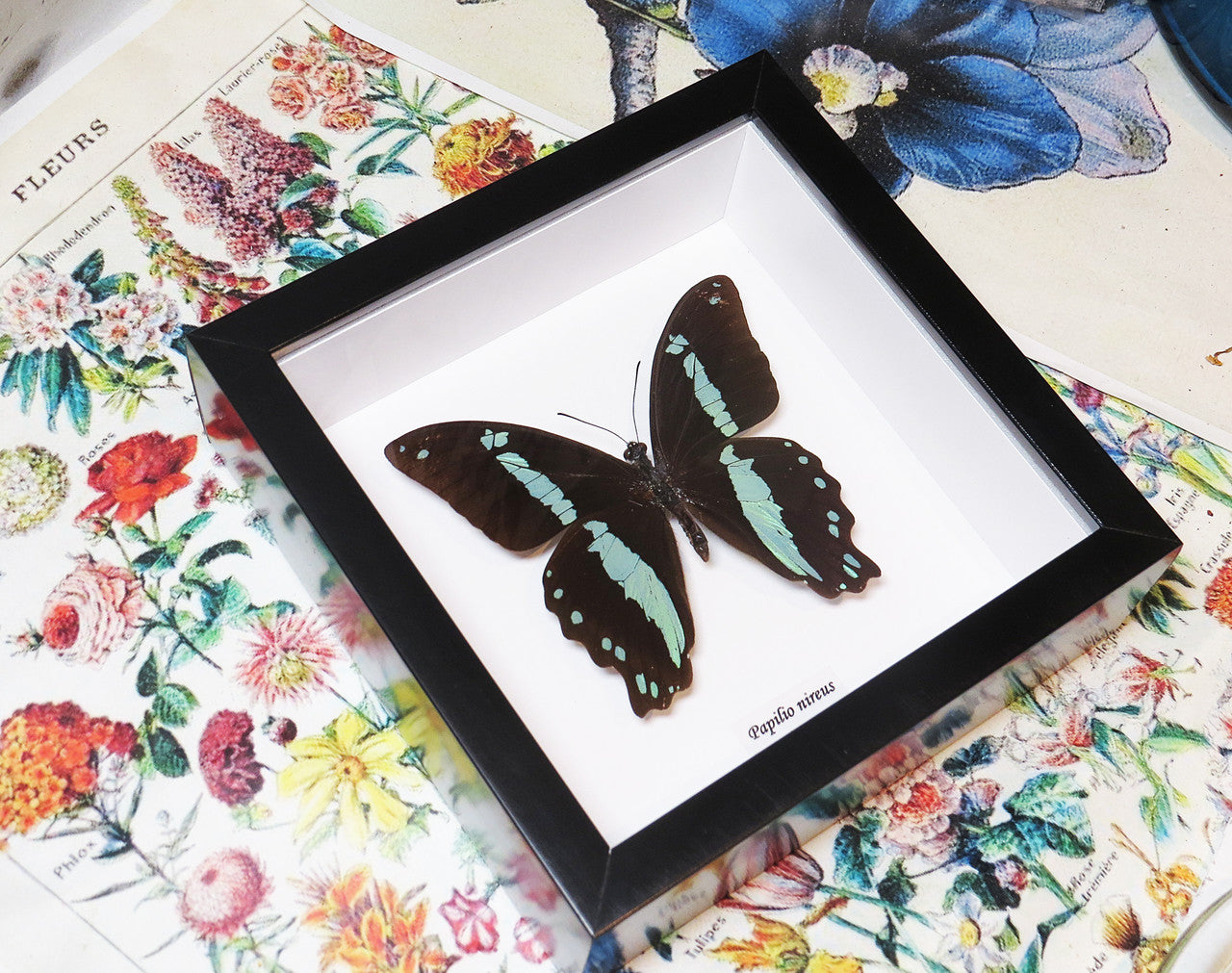 Papilio nireus