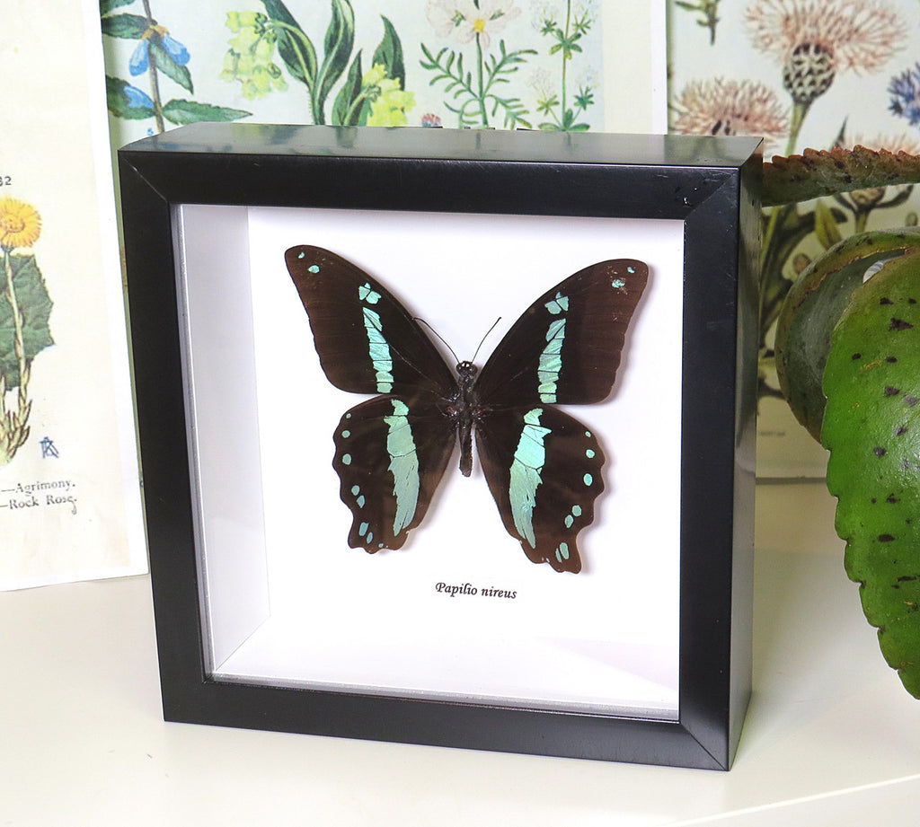 Papilio nireus