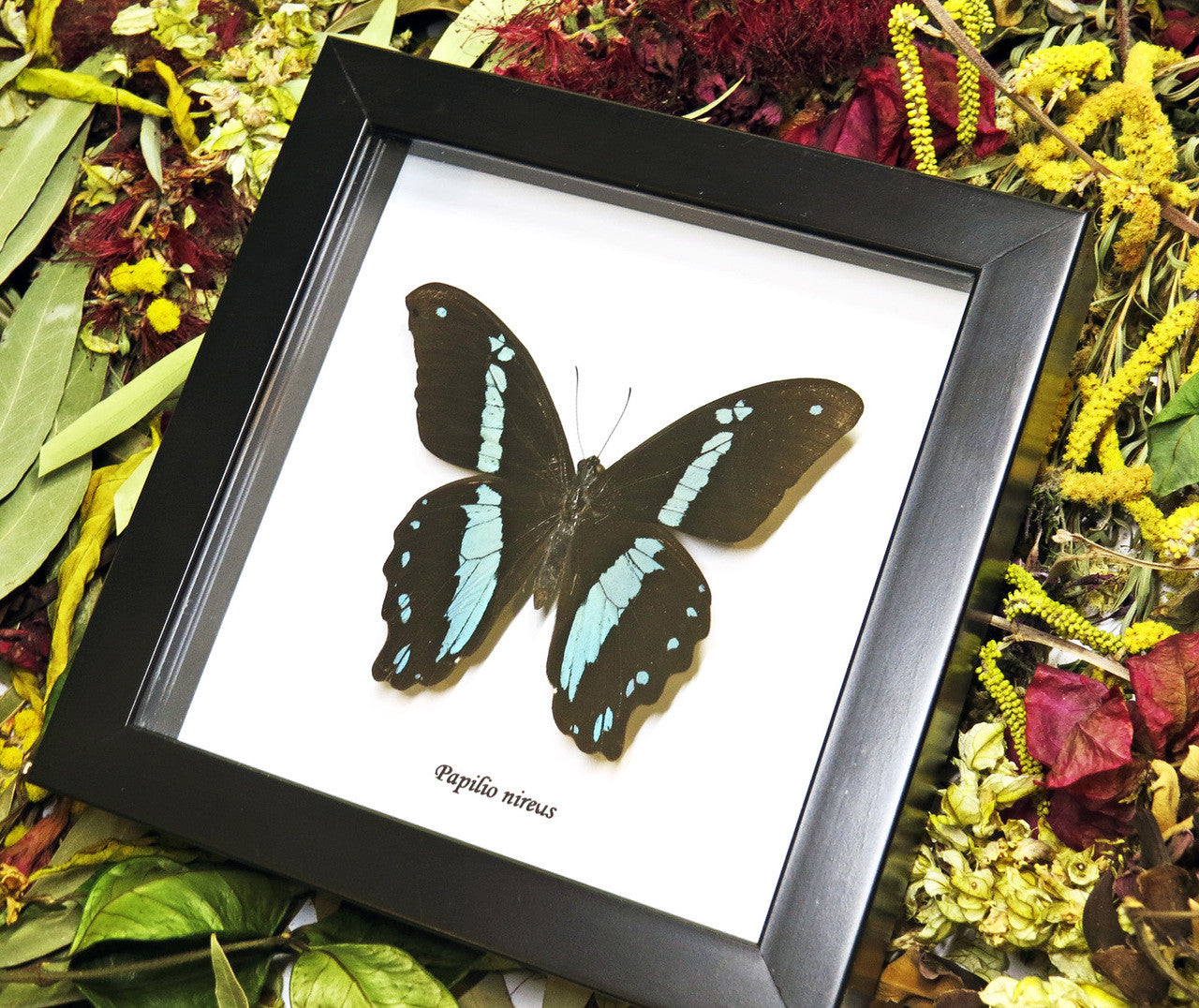 Real butterfly frame Papilio nireus Bits & Bugs 