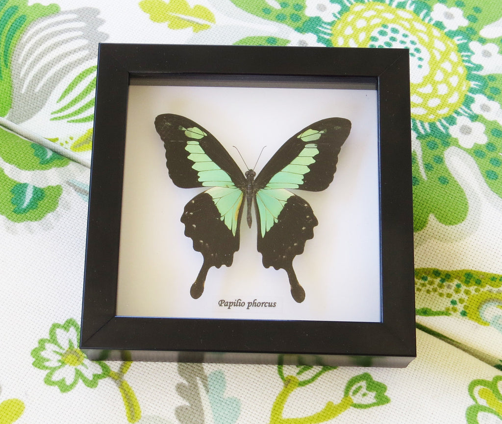 Papilio phorcas.
