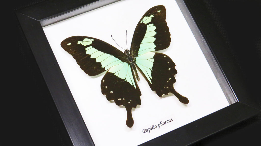 Papilio phorcas.