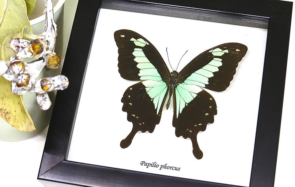 Butterfly frame Papilio phorcas Bits & Bugs