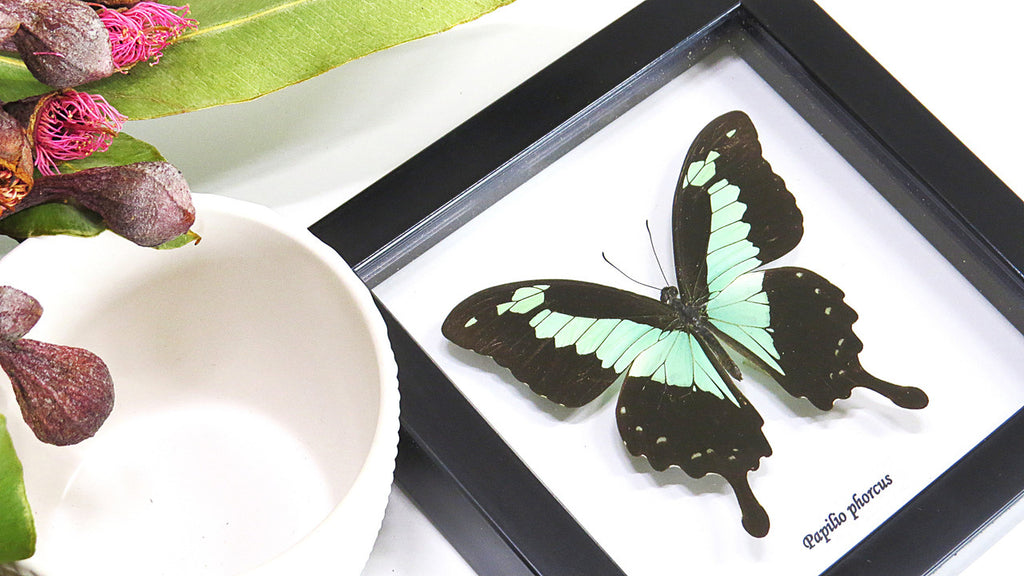 Butterfly frame Papilio phorcas Bits & Bugs