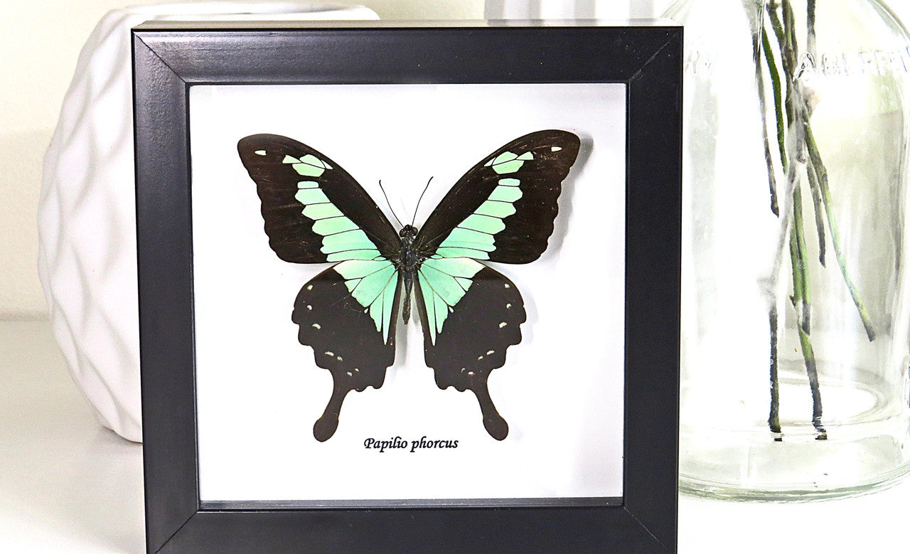 Butterfly frame Papilio phorcas Bits & Bugs