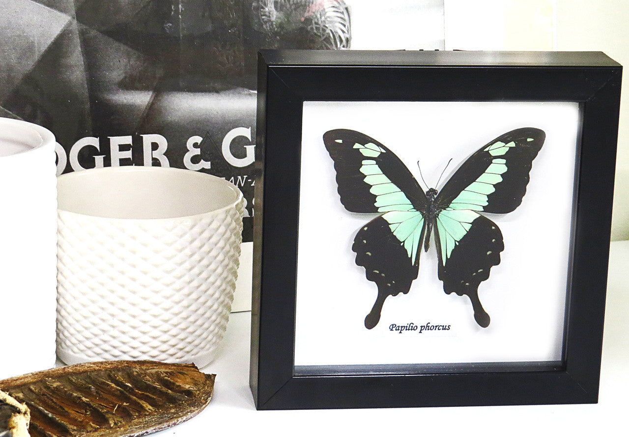 Butterfly frame Papilio phorcas Bits & Bugs