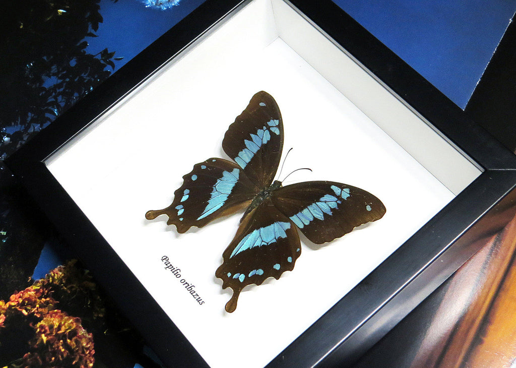 Butterfly insect Papilio orizabus Bits&Bugs 