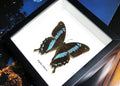 Butterfly insect Papilio orizabus Bits&Bugs 