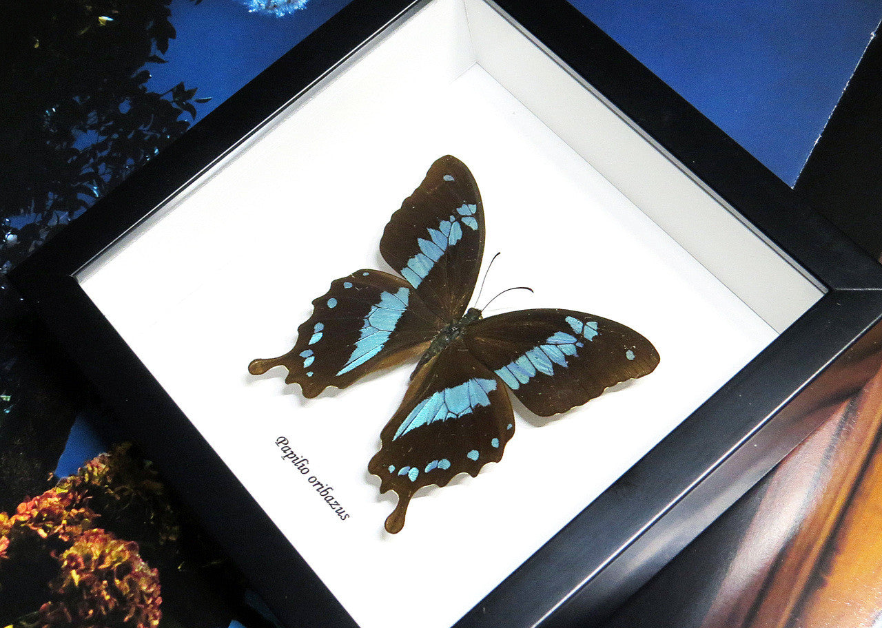 Butterfly insect Papilio orizabus Bits&Bugs 