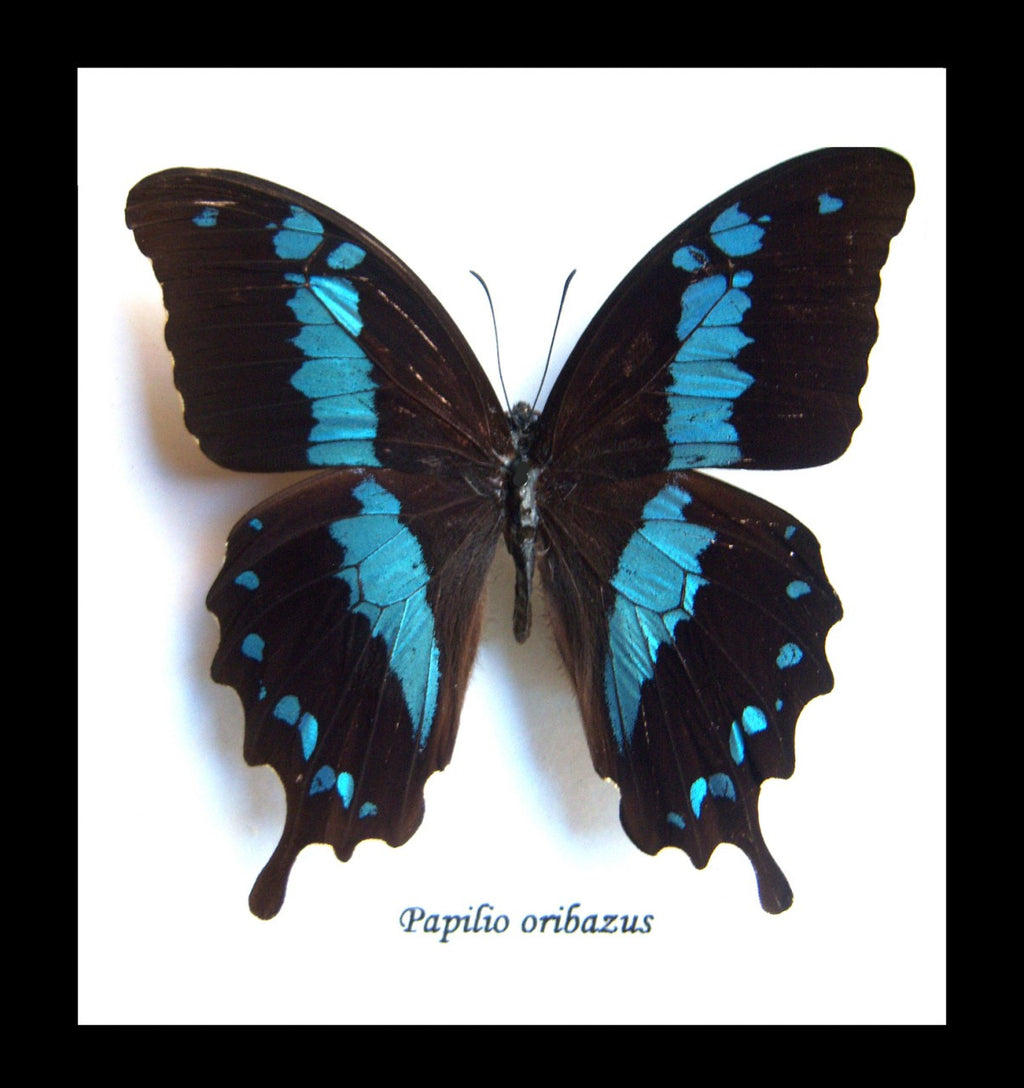 Butterfly insect Papilio orizabus Bits&Bugs 