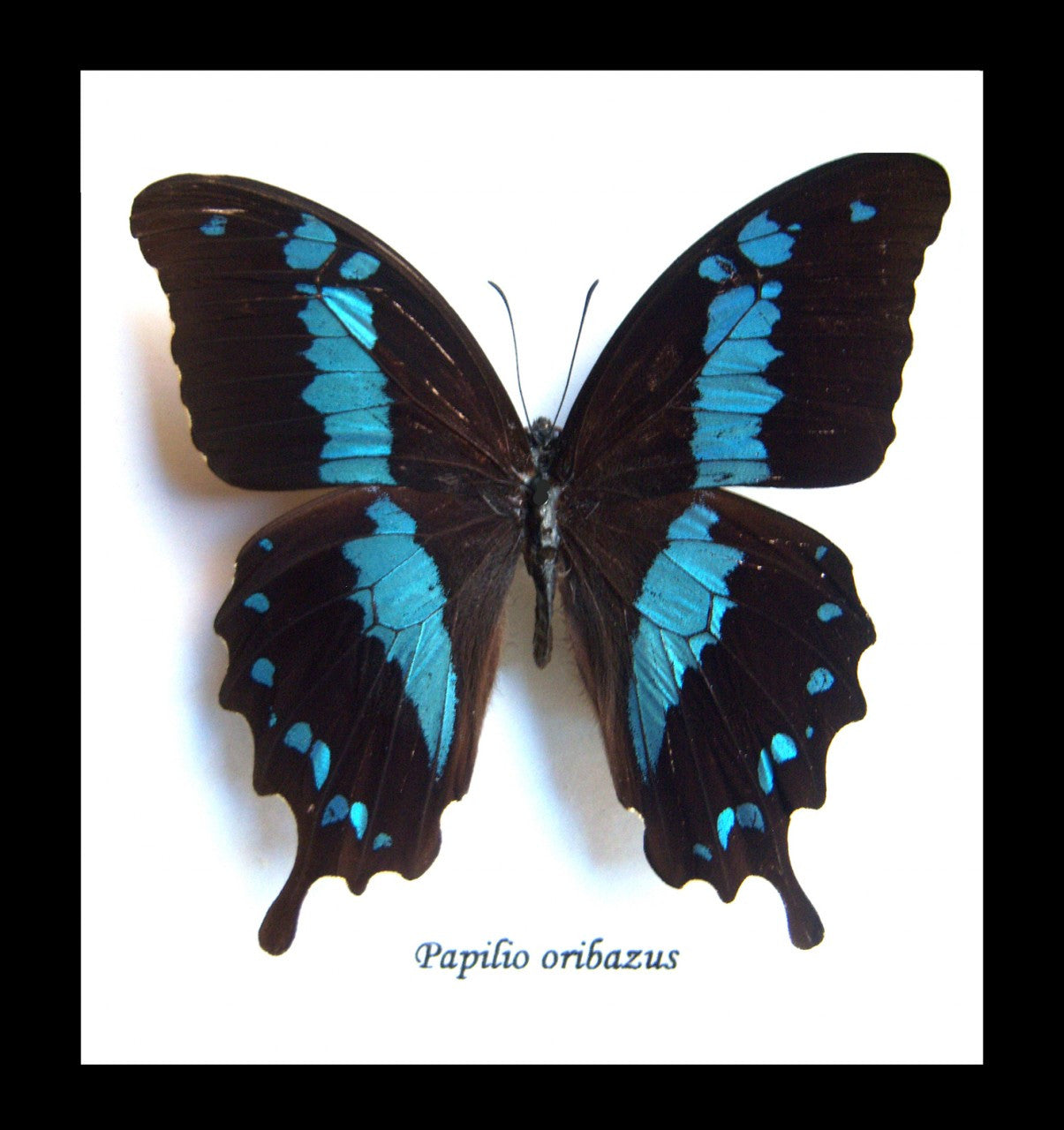 Butterfly insect Papilio orizabus Bits&Bugs 