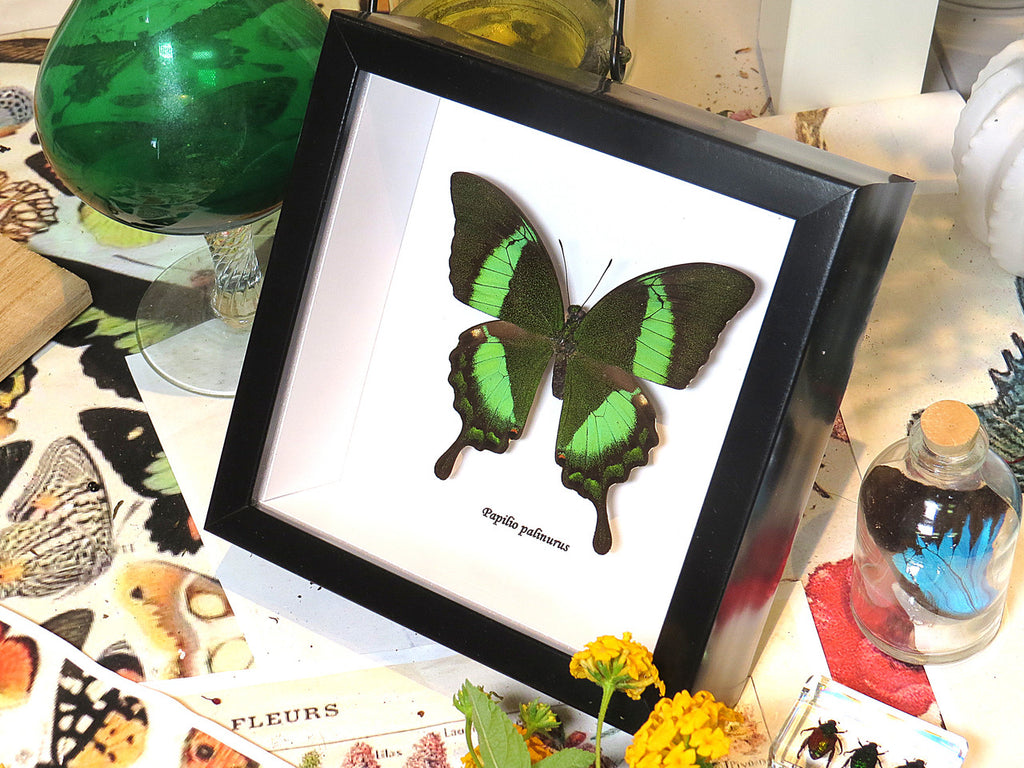 Papilio palinurus