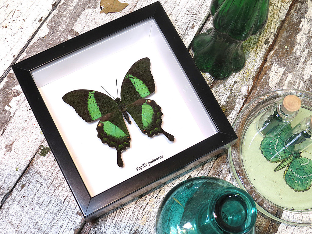Papilio palinurus