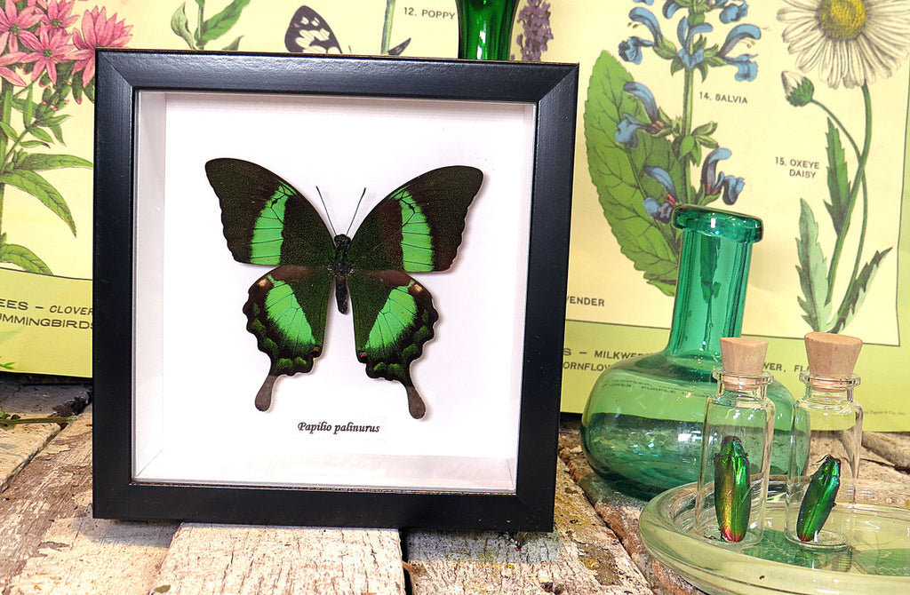 Papilio palinurus
