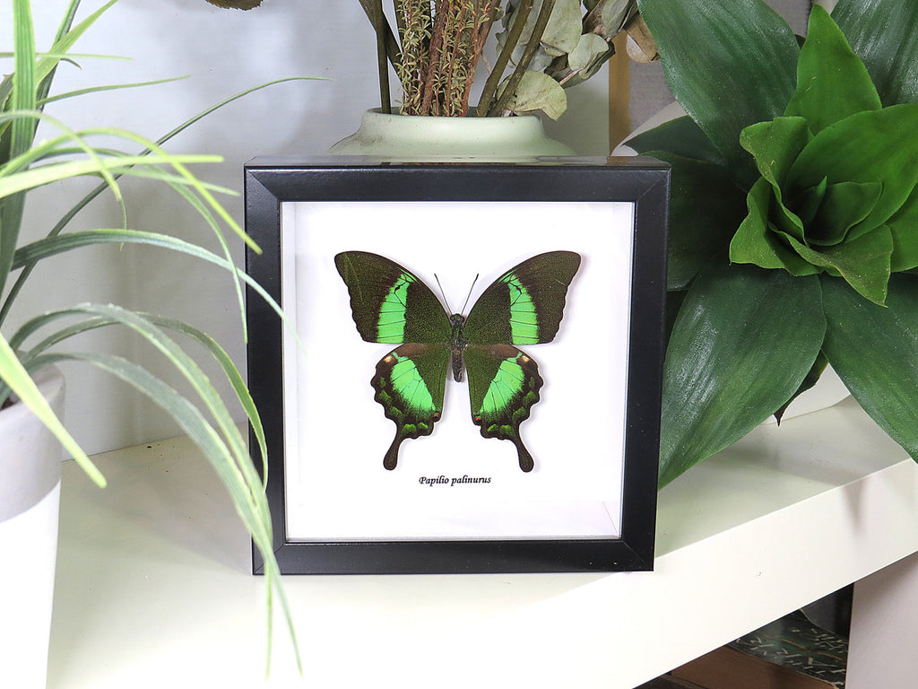 Papilio palinurus