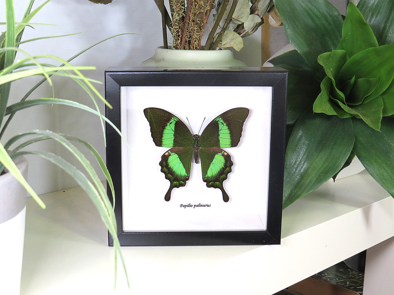 Papilio palinurus