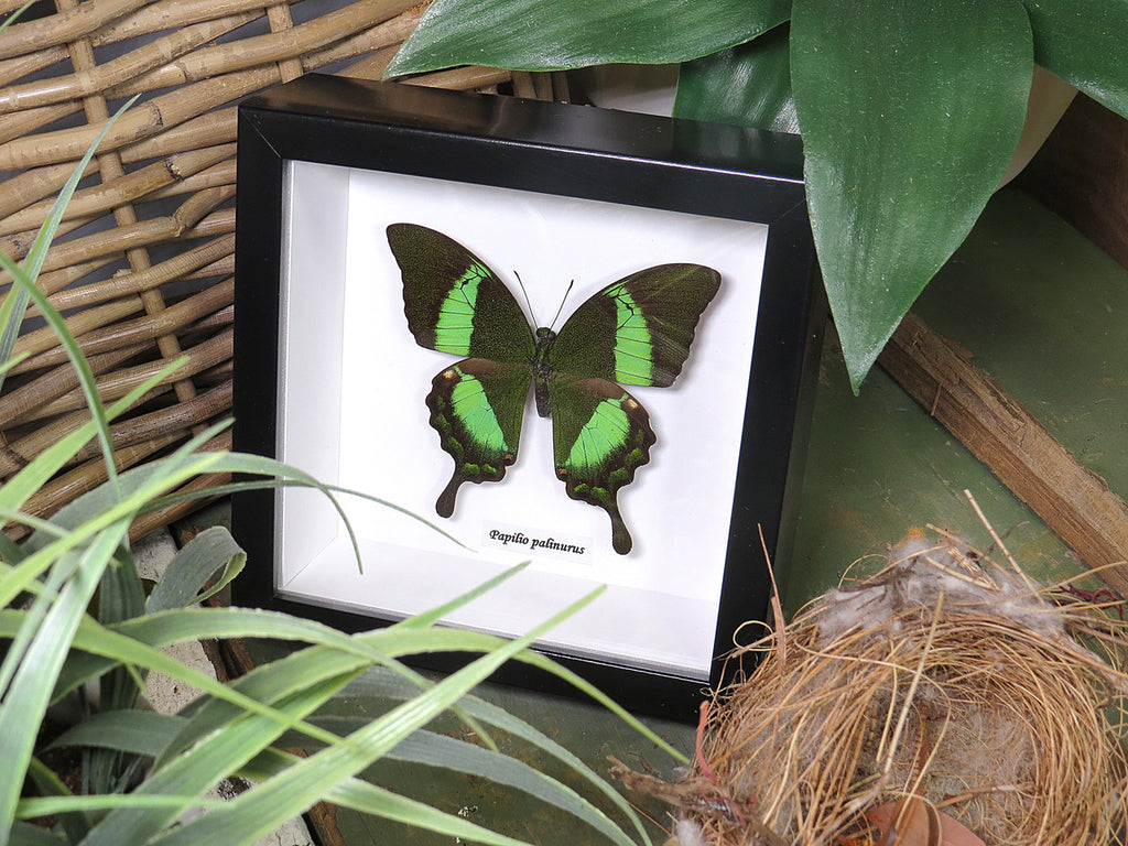 Papilio palinurus