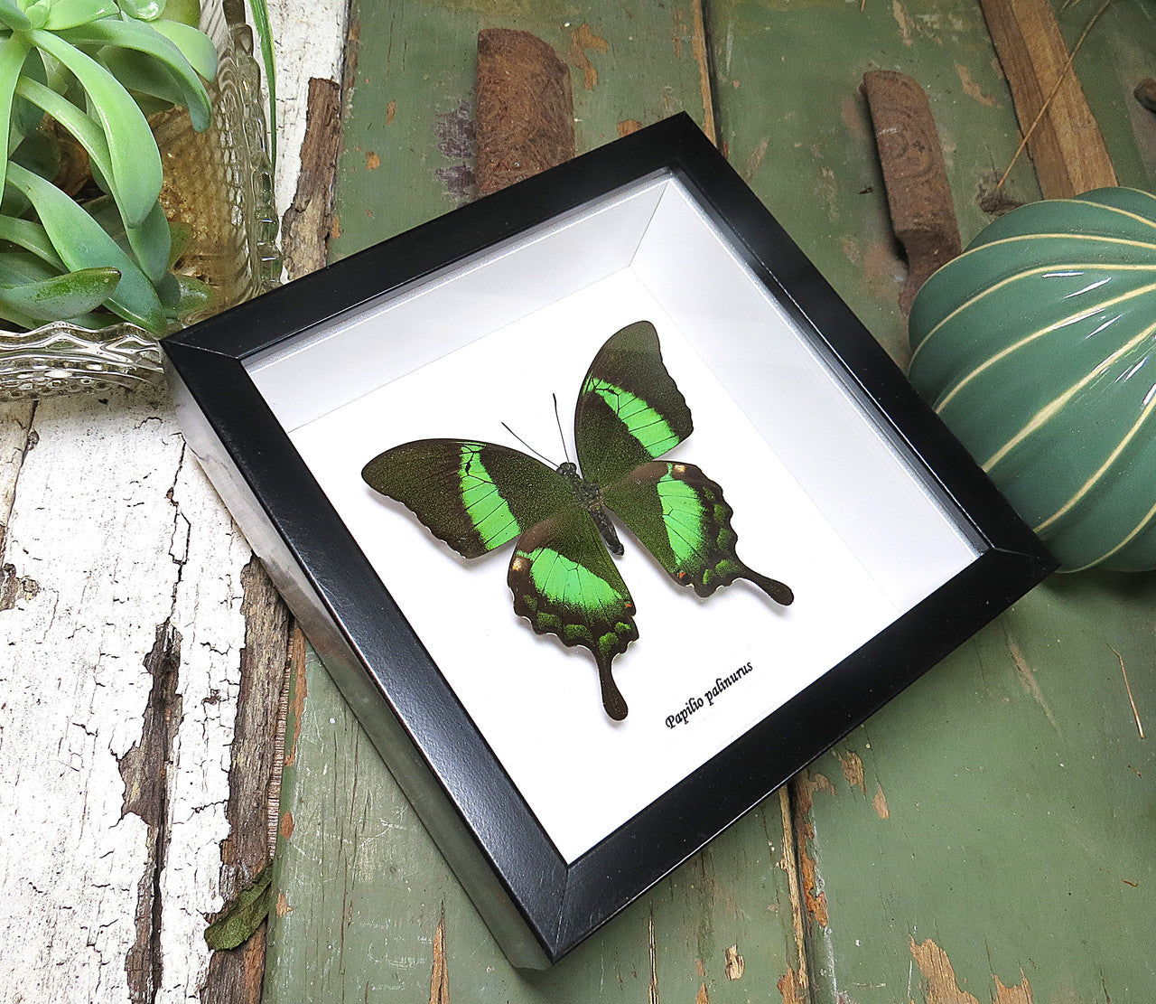 Papilio palinurus