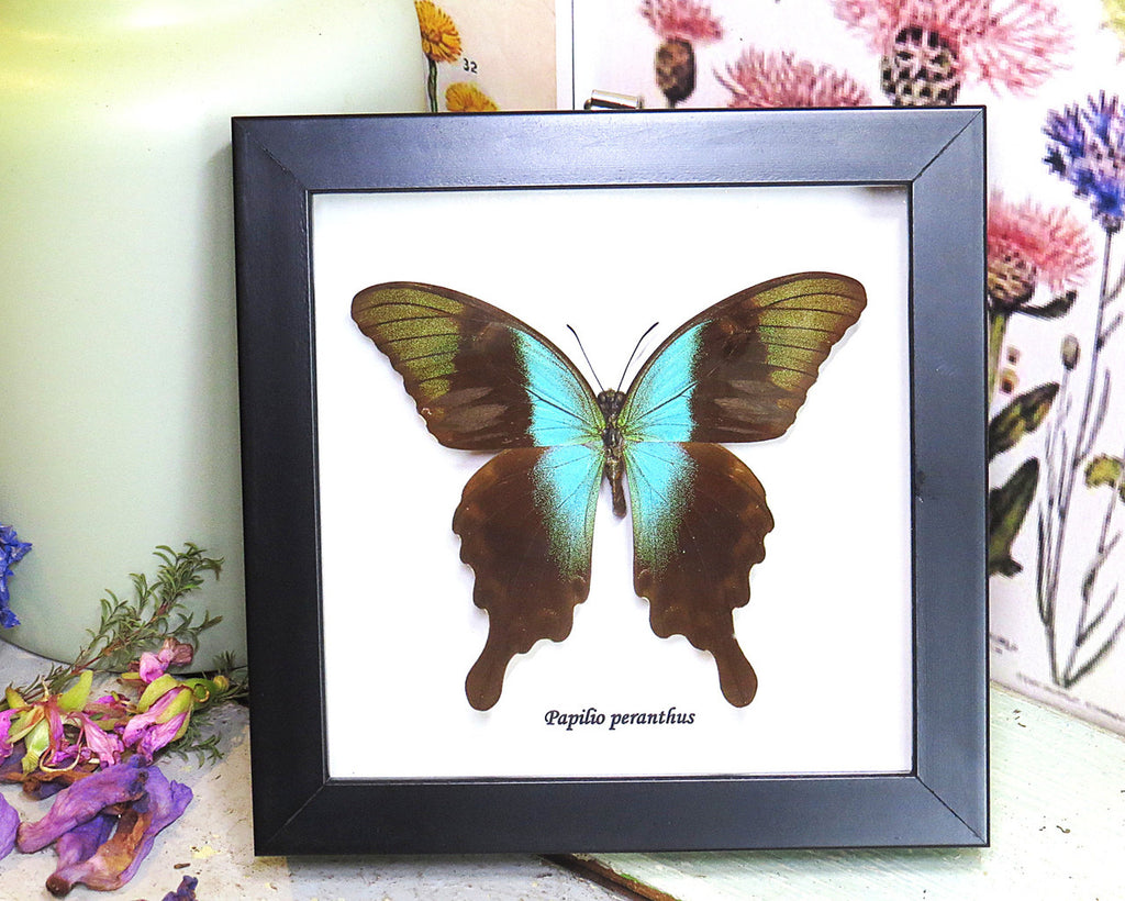 home decor design taxidermy butterfly for sale Papilio peranthus adamantius Bits & Bugs
