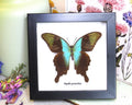 home decor design taxidermy butterfly for sale Papilio peranthus adamantius Bits & Bugs