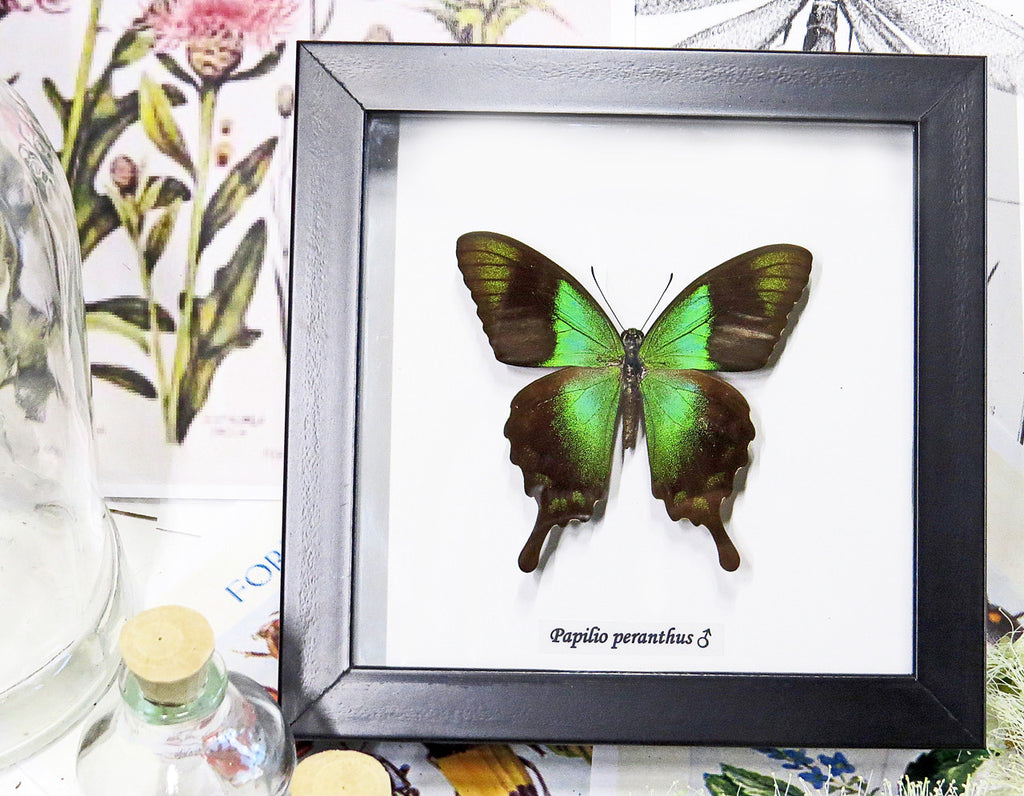 Framed butterfles BitsandBugs