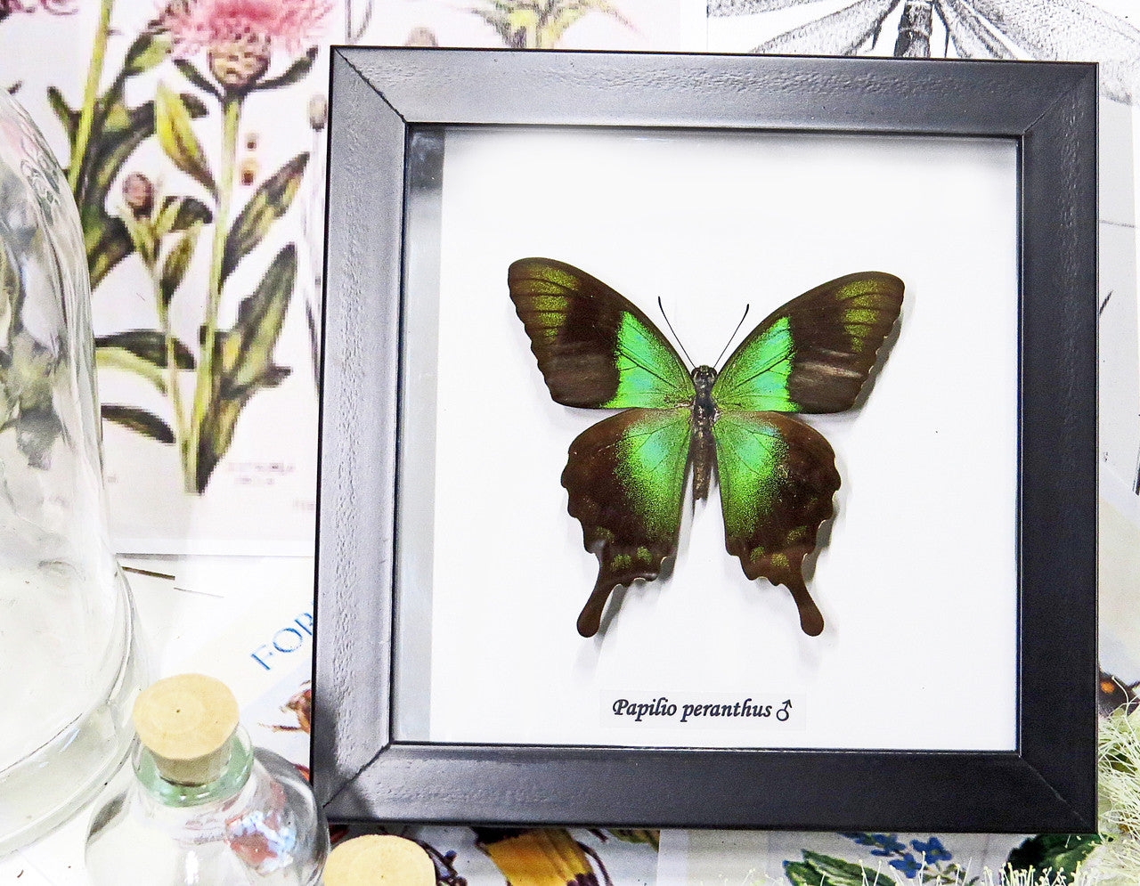 Framed butterfles BitsandBugs