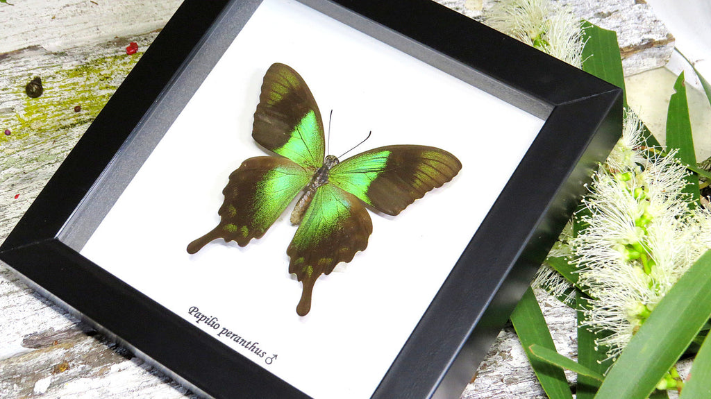 Framed butterfles BitsandBugs