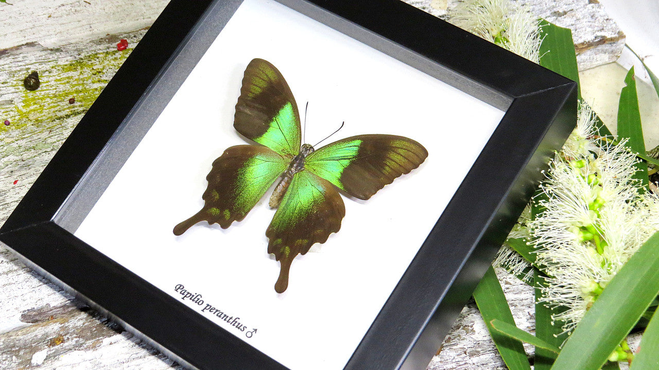Framed butterfles BitsandBugs