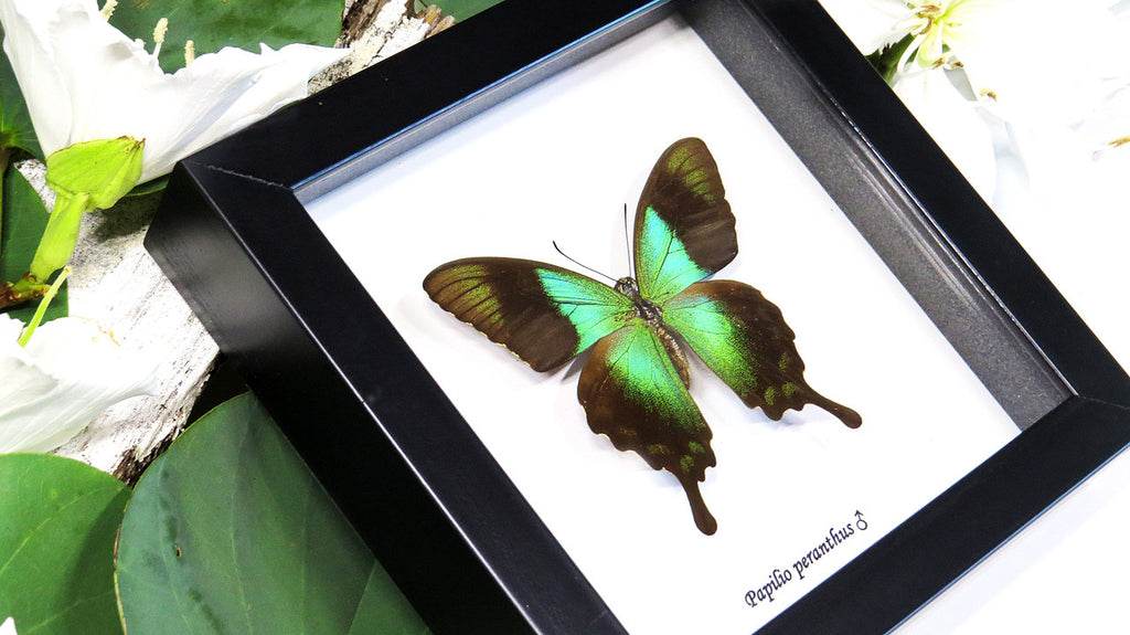 Framed butterfles BitsandBugs