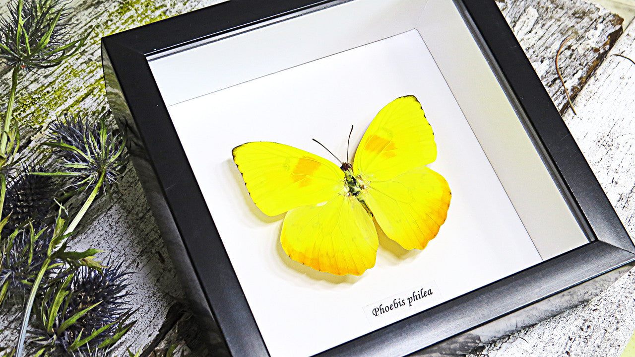 Butterfly Phoebis philea Bits&Bugs 