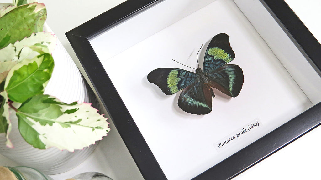 real butterfly in frame Panacea prola Bits&Bugs 