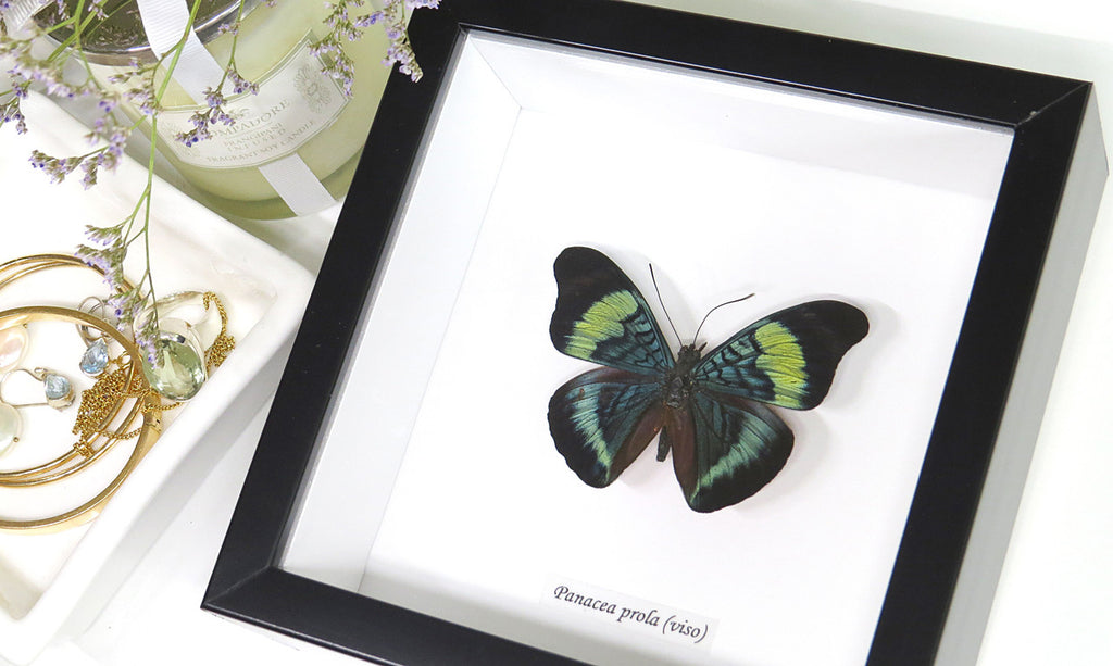 real butterfly in frame Panacea prola Bits&Bugs 