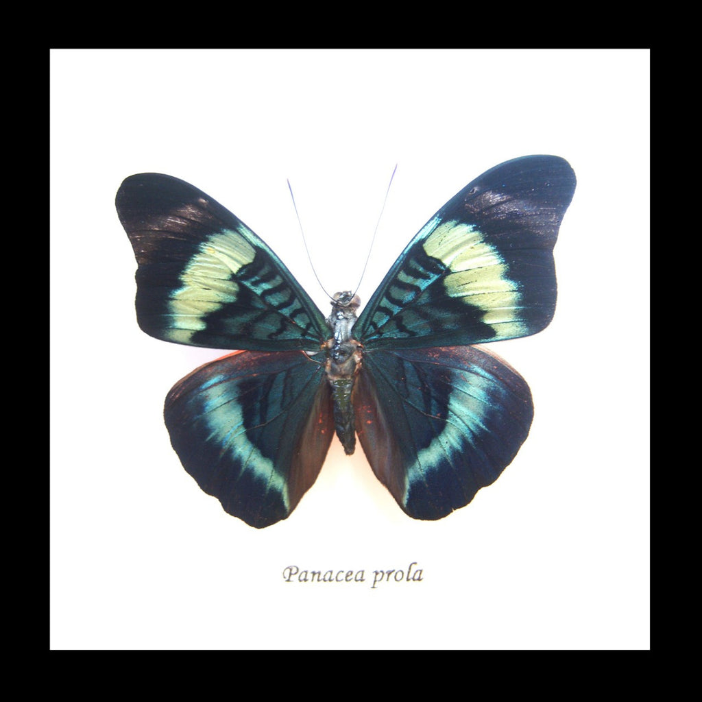 real butterfly in frame Panacea prola Bits&Bugs 