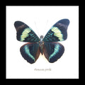 real butterfly in frame Panacea prola Bits&Bugs 