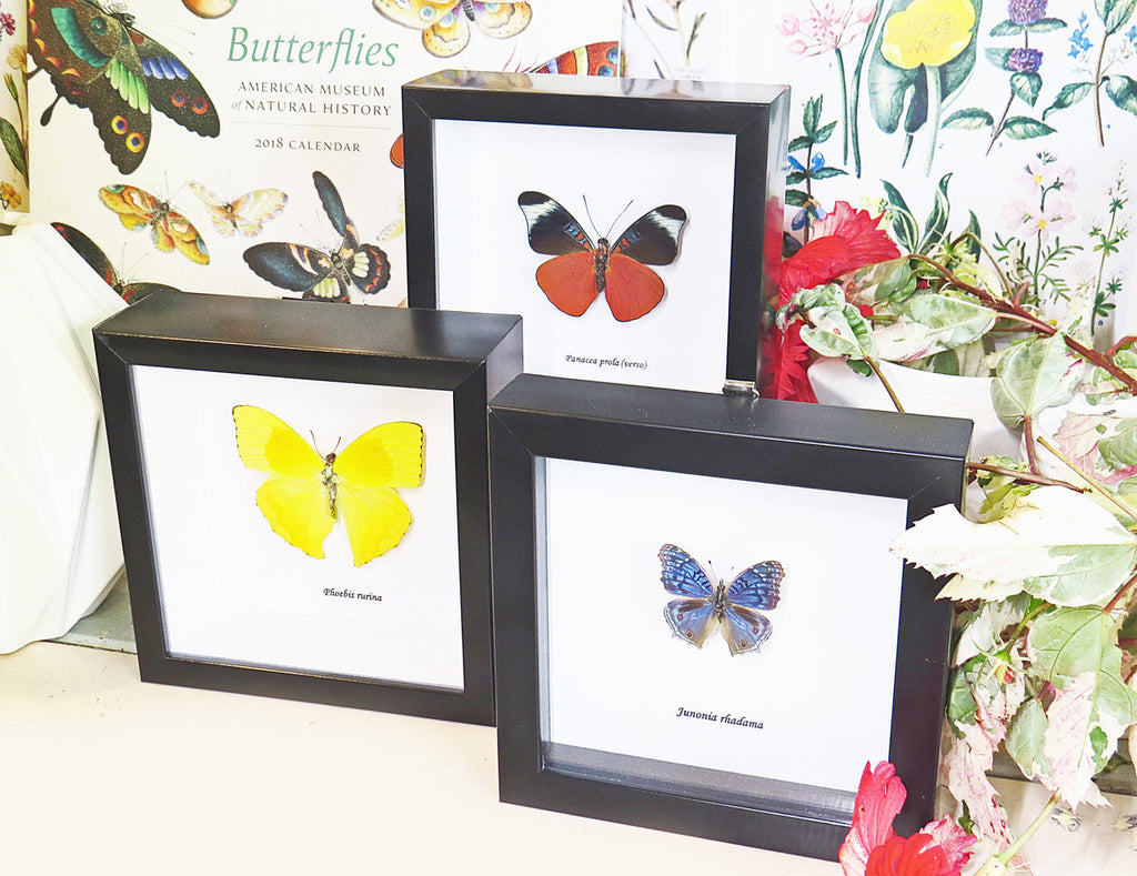 butterfly for sale in frame Australia Phoebis rurina Bits and Bugs