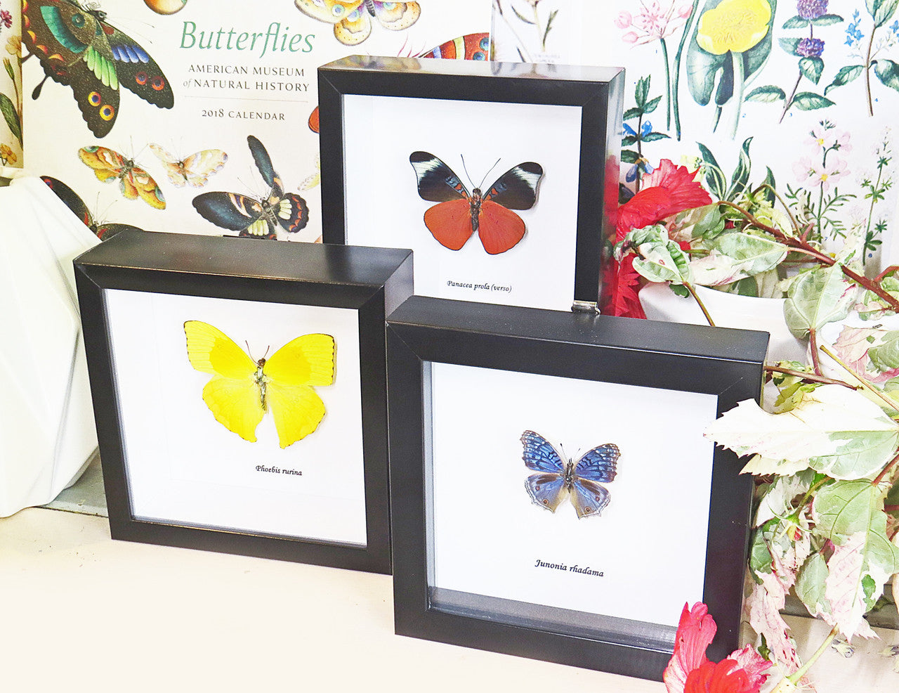 butterfly for sale in frame Australia Phoebis rurina Bits and Bugs