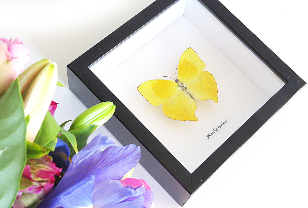 butterfly for sale in frame Australia Phoebis rurina Bits and Bugs