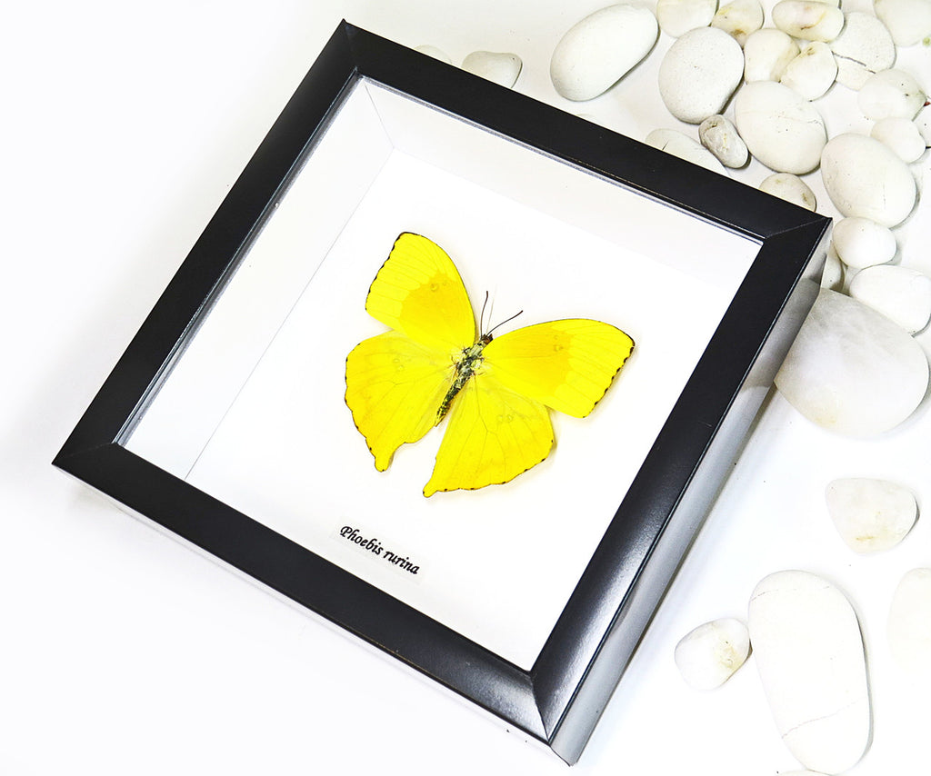 butterfly for sale in frame Australia Phoebis rurina Bits and Bugs