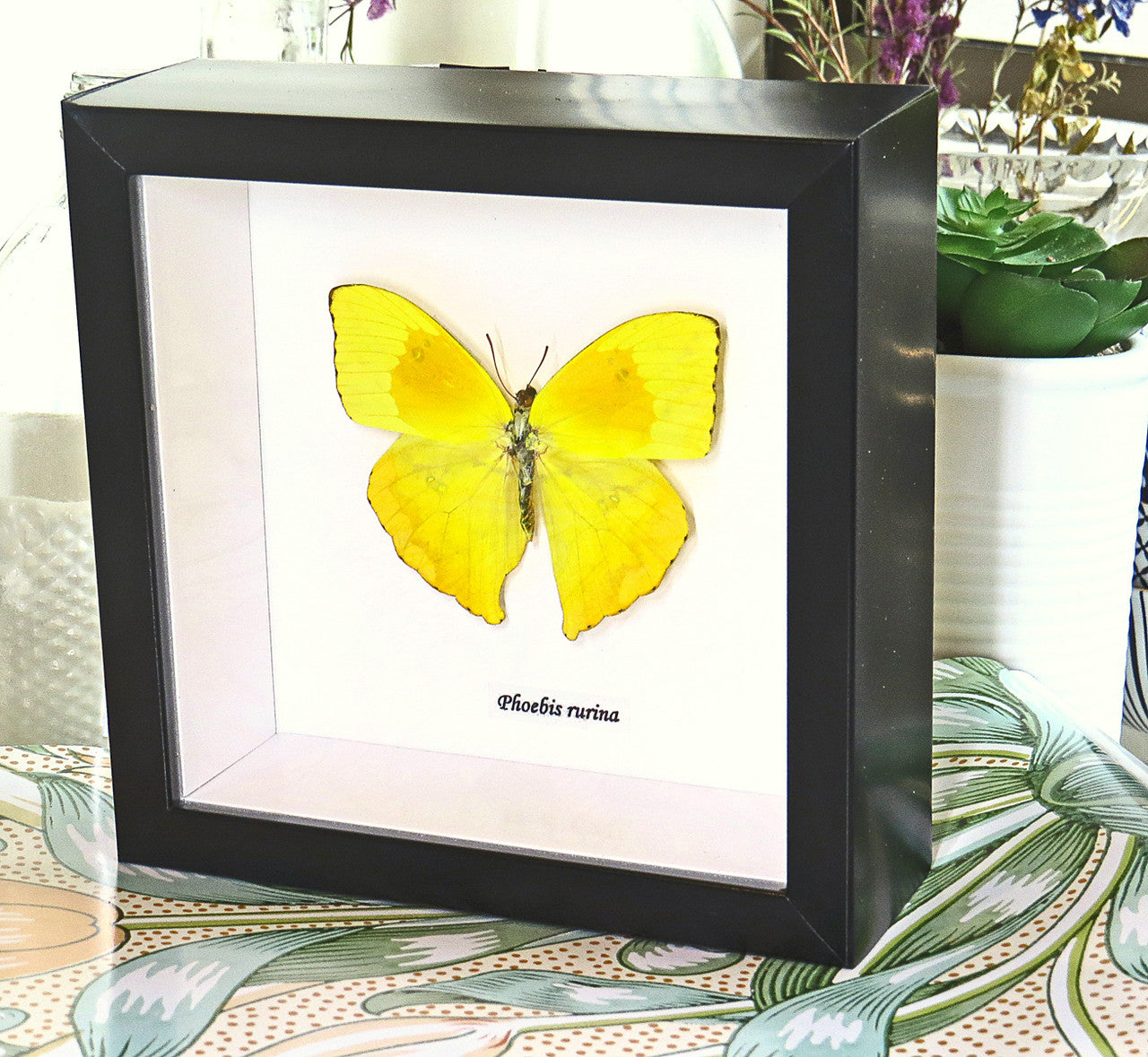 butterfly for sale in frame Australia Phoebis rurina Bits and Bugs