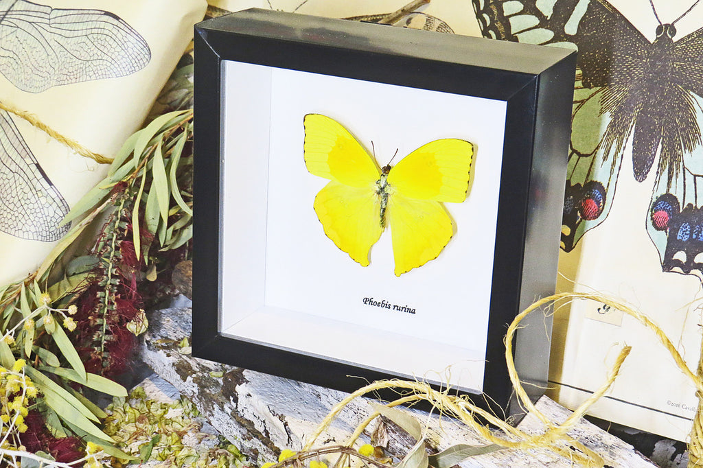 butterfly for sale in frame Australia Phoebis rurina Bits and Bugs