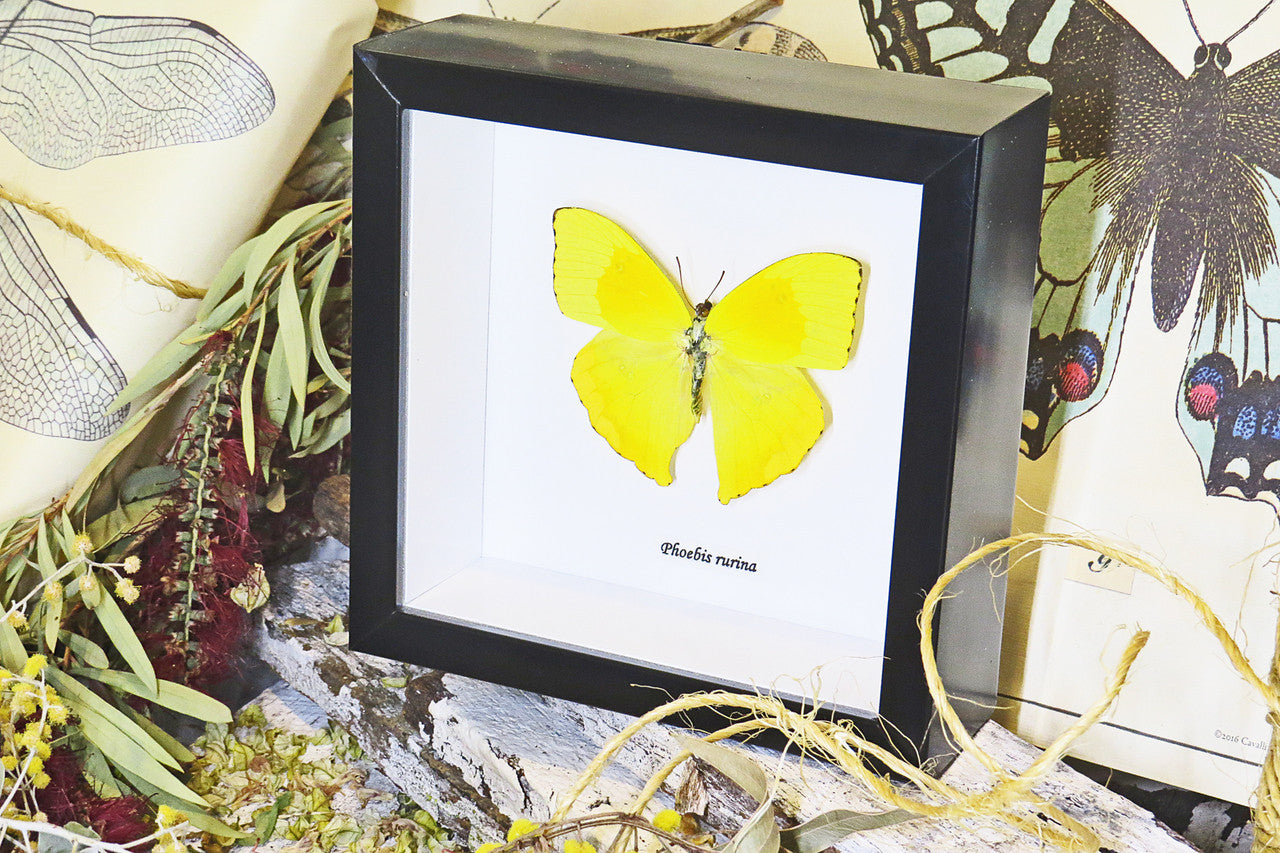butterfly for sale in frame Australia Phoebis rurina Bits and Bugs