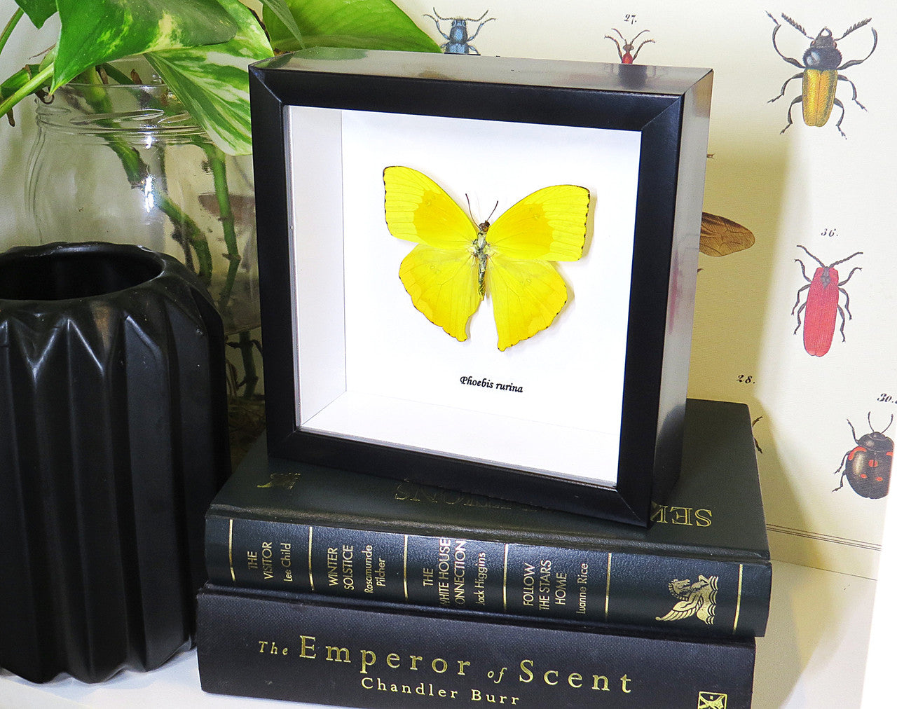 butterfly for sale in frame Australia Phoebis rurina Bits and Bugs