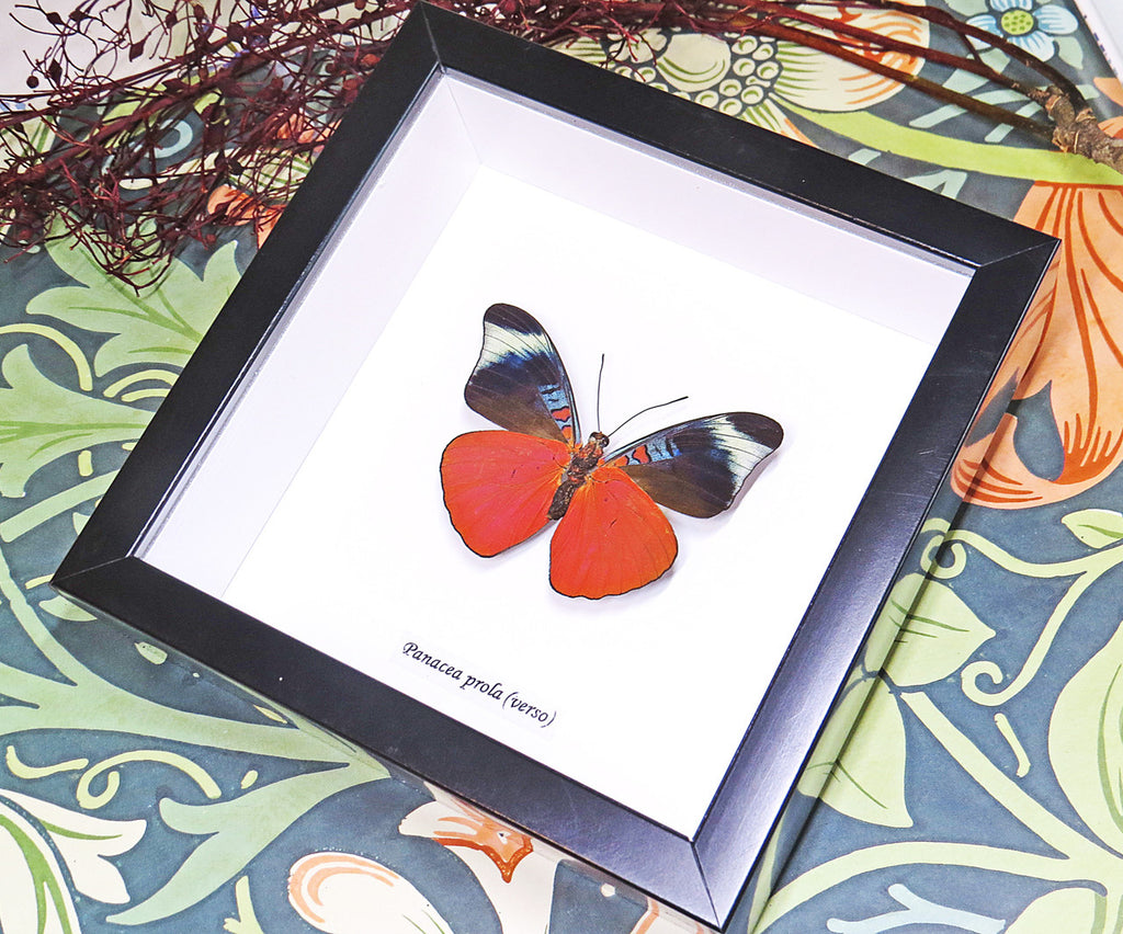 butterfly for sale in frame Australia Panacea prola Bits and Bugs