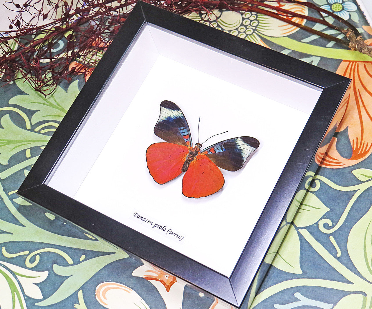 butterfly for sale in frame Australia Panacea prola Bits and Bugs