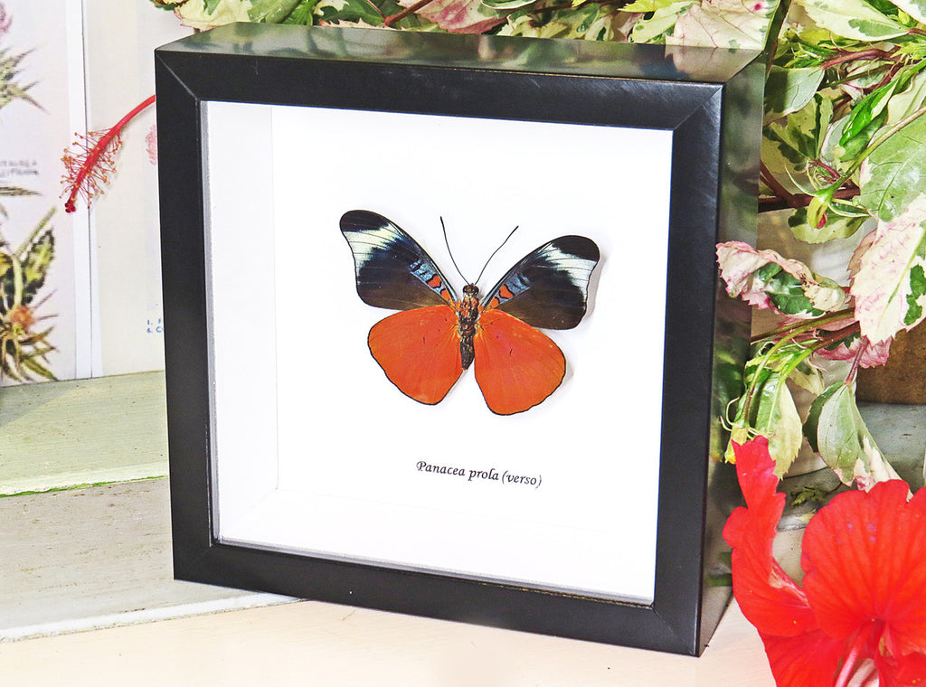 butterfly for sale in frame Australia Panacea prola Bits and Bugs