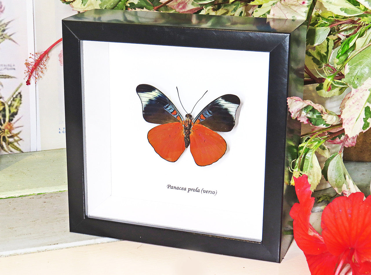 butterfly for sale in frame Australia Panacea prola Bits and Bugs