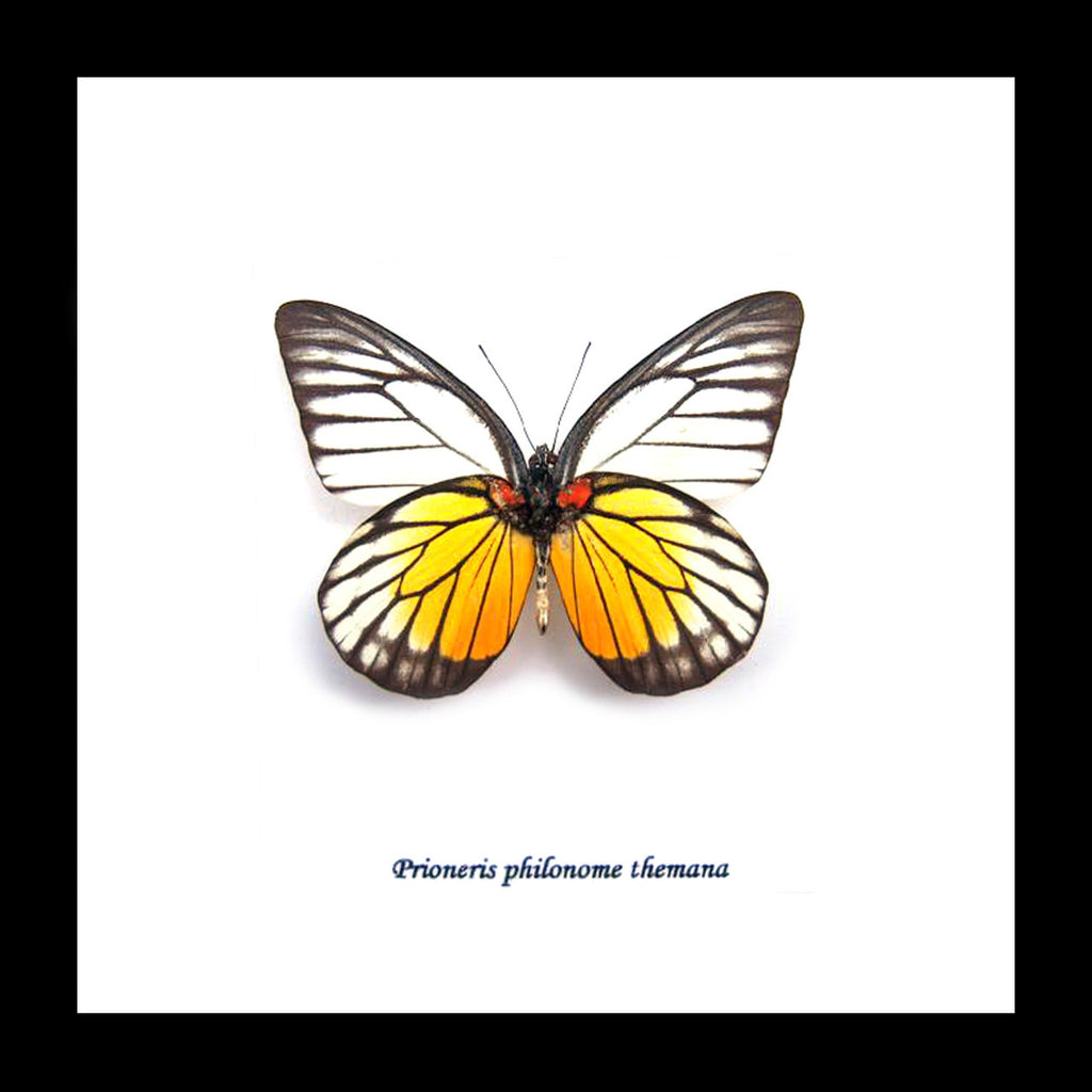 home decor school present butterfly Prioneris philonome themana Bits&Bugs 