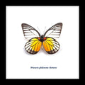 home decor school present butterfly Prioneris philonome themana Bits&Bugs 