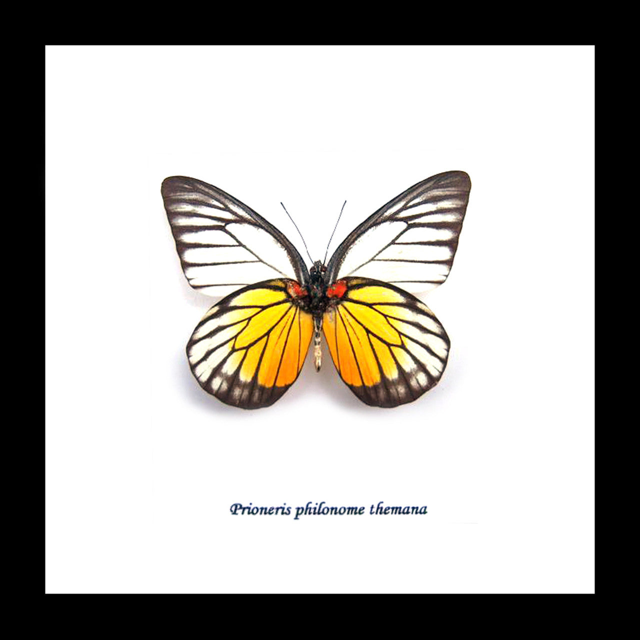 home decor school present butterfly Prioneris philonome themana Bits&Bugs 
