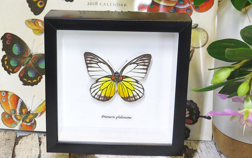 home decor school present butterfly Prioneris philonome themana Bits&Bugs 