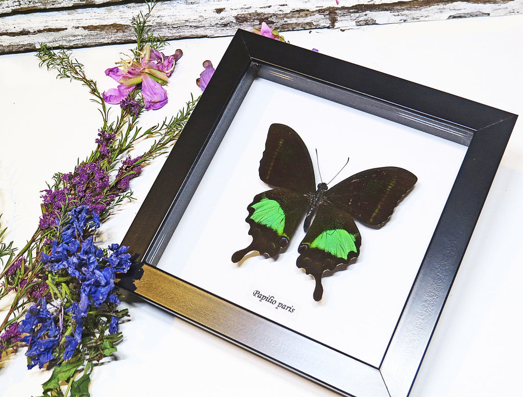 butterfly moth lepidoptera for sale Papilio paris Bits&Bugs 